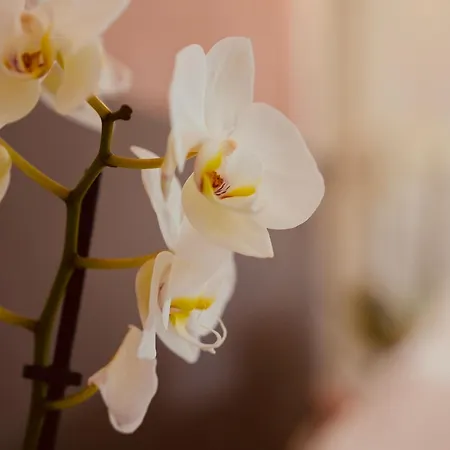 Casa de Férias L'amarante D'hôtes Ou Citadin