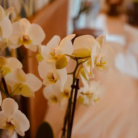 Prázdninový dům L'amarante D'hotes Ou Citadin *