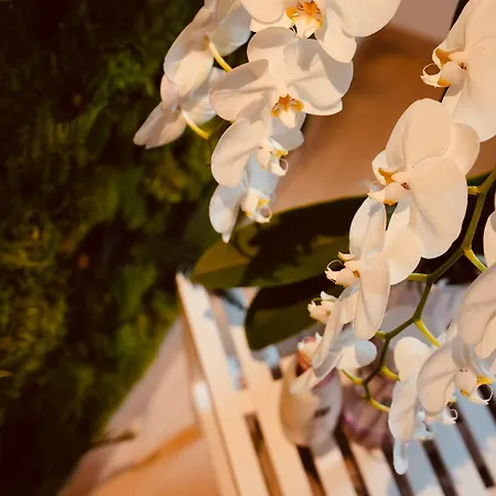 L'amarante D'hôtes Ou Citadin