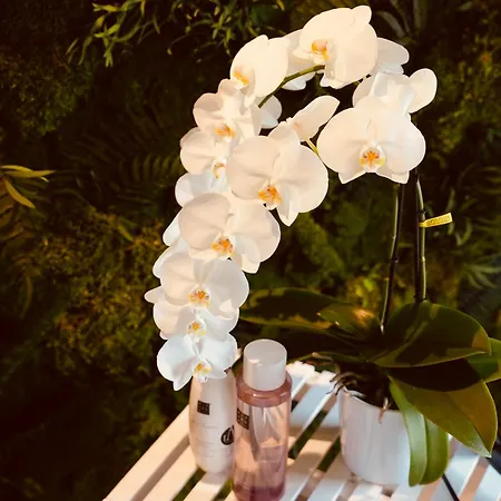 L'amarante D'hôtes Ou Citadin *