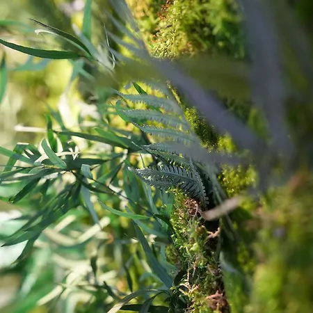 L'amarante D'hôtes Ou Citadin